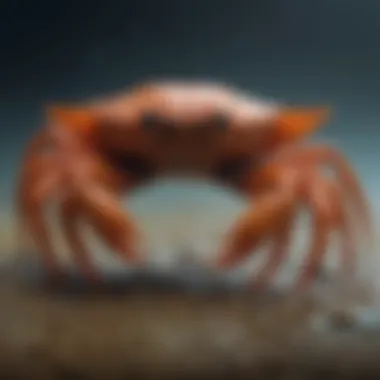 Cancer: The Intuitive Crab The nurturing crab associated with the zodiac sign Cancer, illustrating emotional depth and intuition.